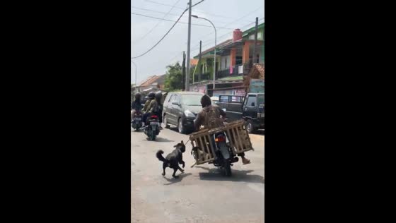 Dog on a leash with a scooter driver caused a road accident in Indonesia