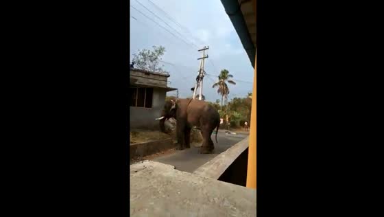 Elephant breaks house gate and boundary in Kerala, India