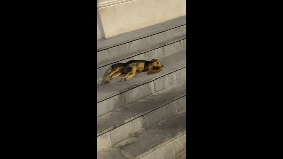 Dog eats comfortably lying down in Pisco, Peru
