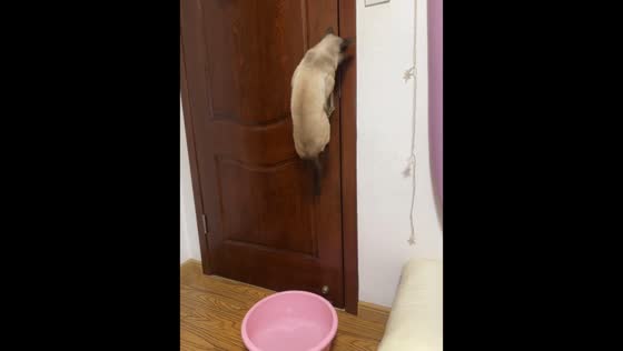 Cat falls into water basin while trying to open door in Anhui, China