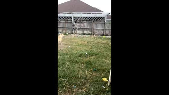 Dog lands on another during fetch game in South Texas, USA