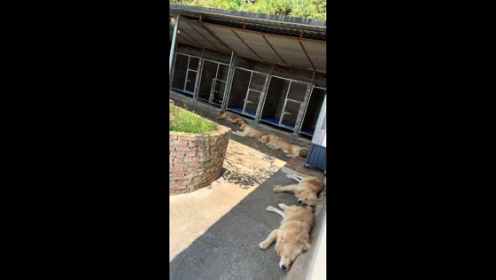 Sleepy dogs resting outside the cage in Hunan, China