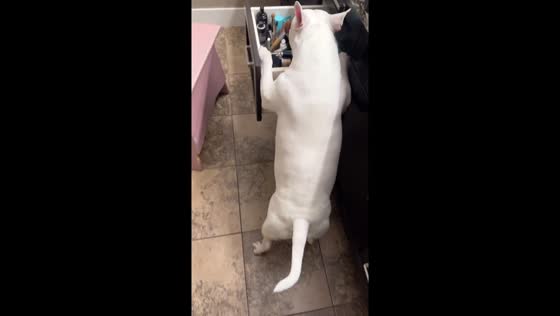 Titan the dog unleashes his drawer-opening skills 