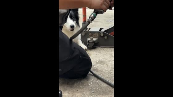 Adorable dog imitates tire repair sounds in funny moment in Guangdong, China