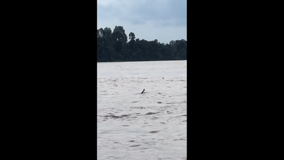 Suspected crocodile pretends to be someone drowning in Buntok, Central Kalimantan, Indonesia