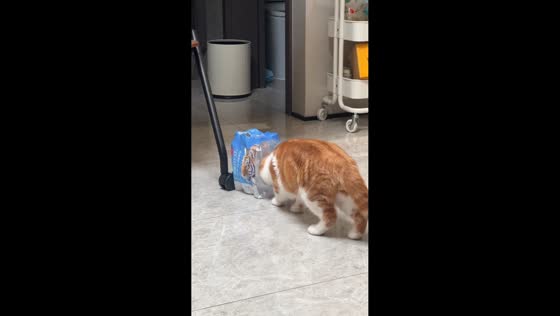 Plastic bag creates funny tiger illusion on cat in Shanghai, China