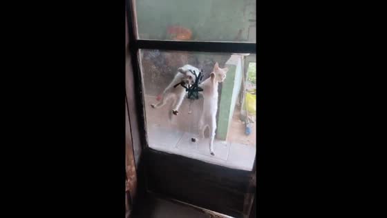 Cat sneaks into kitchen through hole in Santa Cruz de la Sierra, Bolivia