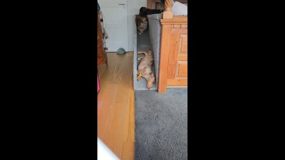 Dachshunds crawl down bed ramp one by one in Lowestoft, England