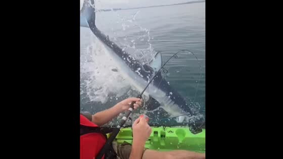 Shark steals caught fish in Napier, New Zealand