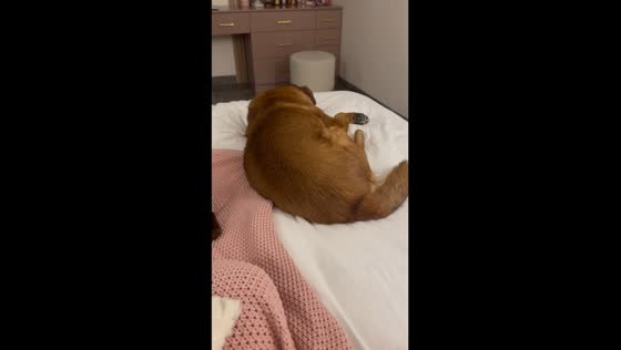 Dreaming pup: sleepy canine's sporadic slumber