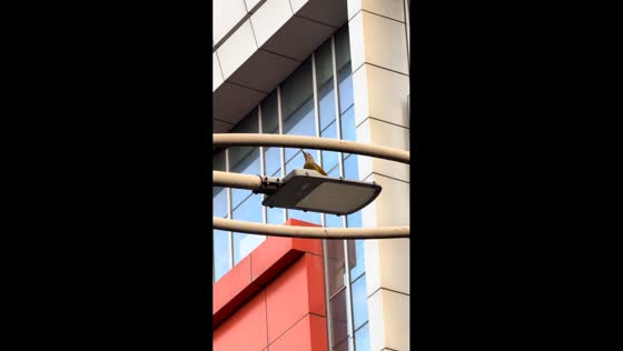 Bird pecks lamp post rapidly in Chongqing, China