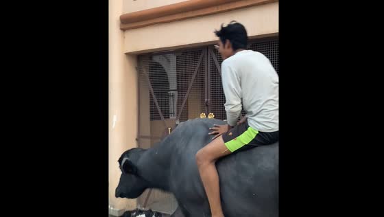 Person rides buffalo after initial failed attempt in Prayagraj