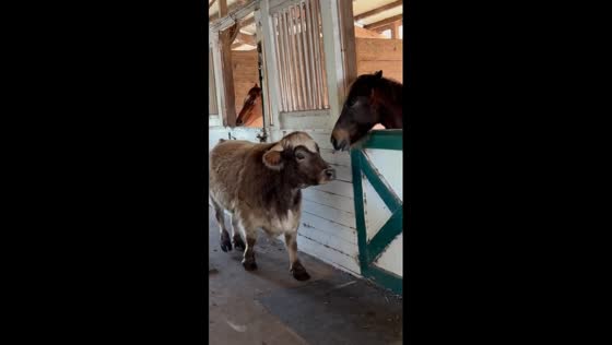  Rescued steer makes nightly bid for horse friendship but gets the cold shoulder