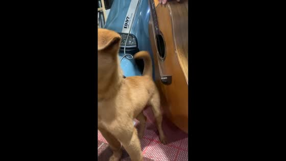 Dog appears to “play” guitar using its tail in Fujian, China