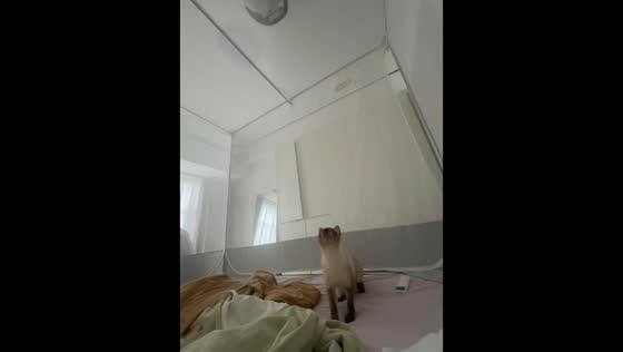 Cat hangs from mosquito net after jumping in Guangdong, China