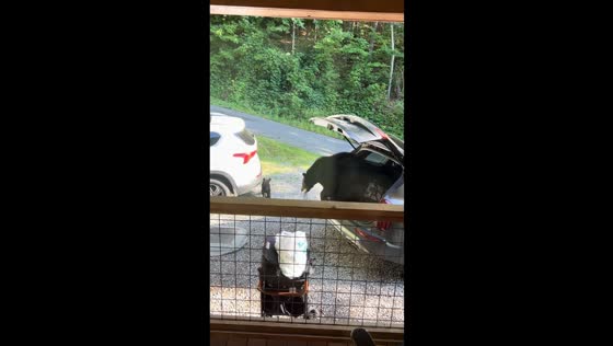 Two wild bears break into car and inspect items in Gatlinburg, Tennessee, USA