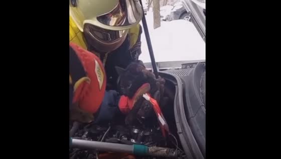 Miraculous rescue: kitten freed from car engine after being trapped with injured paw