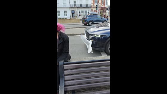 Seagull steals chips and gets hit by car in Weymouth, Dorset