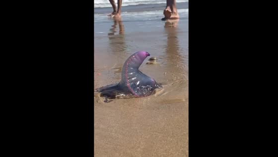 Portuguese man o' war found on Playa La Franca Beach, Spain