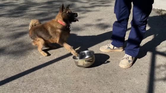 Dog repeatedly taps food bowl while waiting to be fed in Guangdong, China