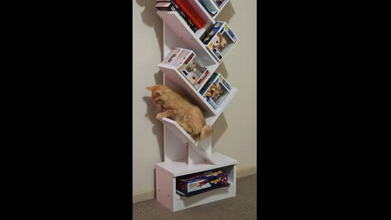 Cramped quarters: Char the cat's quest for comfort