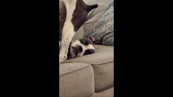 Playful dogs share funny moment on couch in Hurlock, Maryland, USA