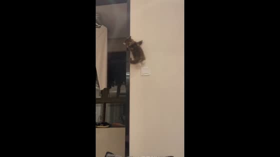 British Shorthair cat skillfully climbs wall in Jiangsu Province, China