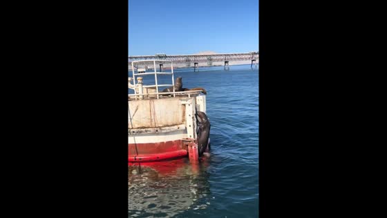 Sea lion uses ladder to join others in Mejillones, Chile