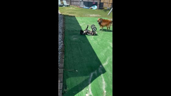 Dog in wheelchair rescued after flipping over in Florida, USA