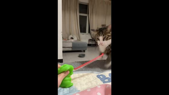 Cat startled by red-tongued squeeze toy in Hubei, China 