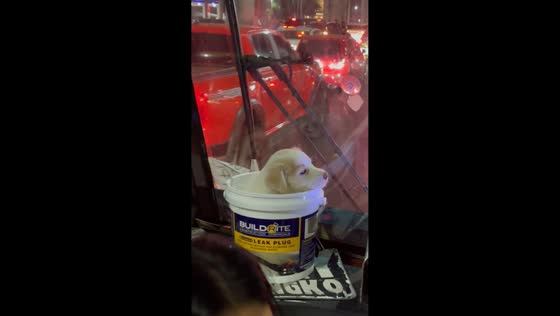 Sleepy puppy rides bus in bucket in Bulacan, Philippines