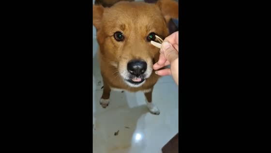 Dog carefully removes sunflower seed shells before eating them in Chongqing, China