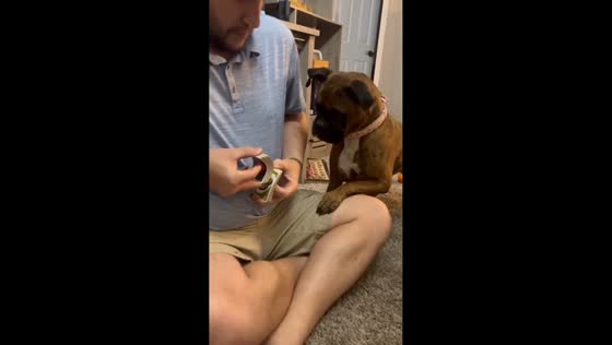 Dog gets excited every time cards are shuffled in Quincy, Illinois, USA