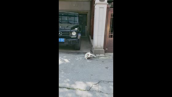 Wangzai's stick mishap: dog takes a tumble in Hunan