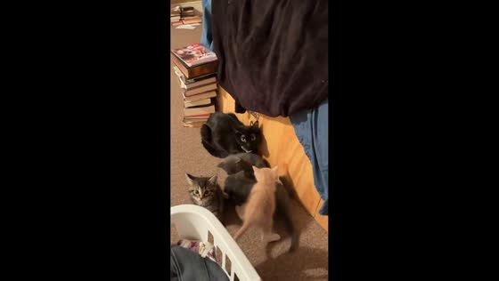 Cats hilariously “scolded” after kitten escapes room in the USA