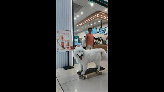 Skateboarding Samoyed amazes crowd in Jiangxi, China