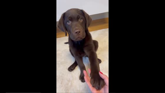 Malu the marvel: dog mastery in paw greetings