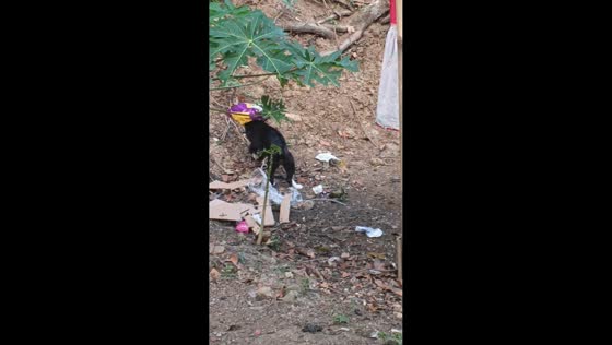 Cat hilariously struggles with snack bag stuck over its head in Cilacap, Indonesia