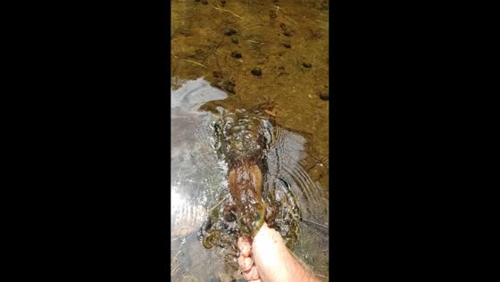 Bullfrog bites thumb during close encounter in Minden, Ontario