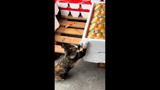 Kitten scratches styrofoam box in playful burst in Anhui, China