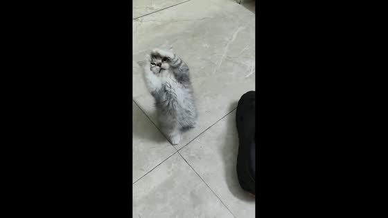 British Shorthair kitten loses balance while playing in Guangdong, China
