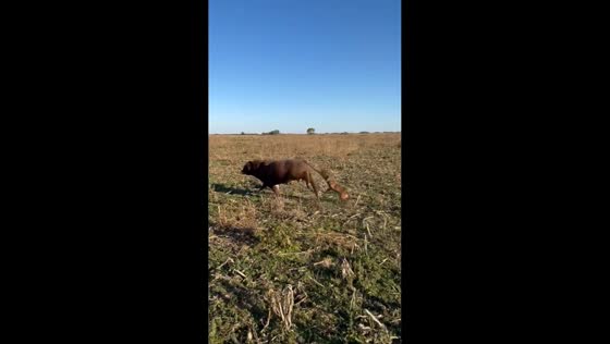 Playful chase between dogs and bull in Rancagua, Chile