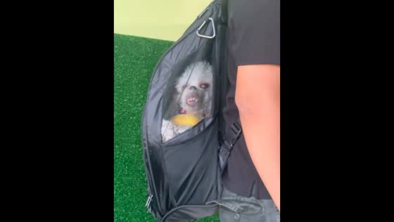 Small dog bares teeth pressed against carrier in Tijuana, Mexico