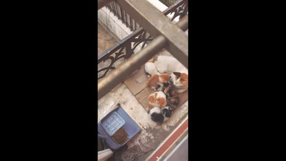 Creative feeding setup for cats spotted in Shanghai, China
