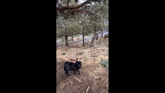 Pet pug's funny encounter with mule deer in Bend, Oregon, USA