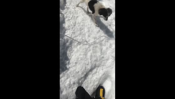 Lost dog rescued at 6,150 meters: Manaslu summit adventure