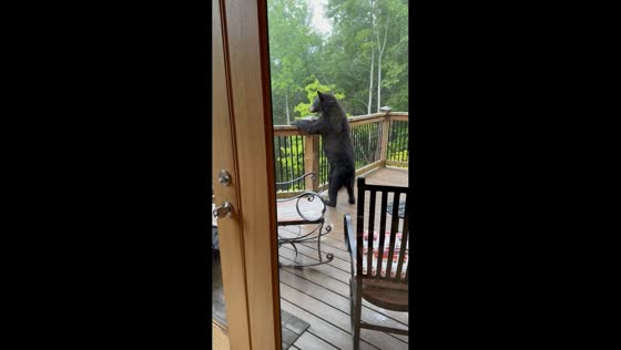 Bear family explores Airbnb balcony before heading into woods in Gatlinburg, USA