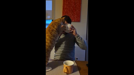 Cat hilariously steals owner's food in Brussels, Belgium