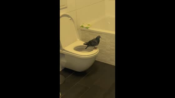 Unexpected pigeon guest in the bathroom in Utrecht, Netherlands