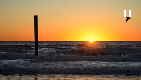 Sunrise with a friendly brown pelican in Manhattan Beach, California, USA